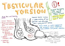 Image result for Cremasteric Reflex