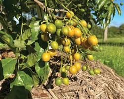 Image result for Clausena lansium