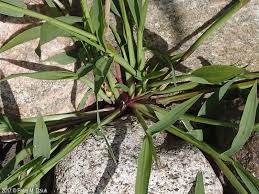 Image result for Setaria verticillata