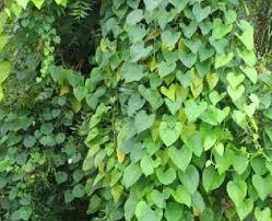 Image result for Tinospora