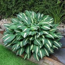 Pin Von Eva Pfeifer Auf Rosliny Hosta Pflanzen Pflanzen Hosta Garten