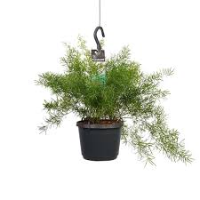 Image result for A. densiflorus Sprengeri