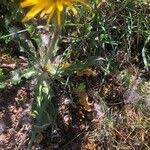 Image result for Pseudopodospermum hispanicum