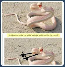 There Are Two Kinds Of People Those Who Are Scared Of Snakes And Those Who View Them As Comedians Funny Commercials Bad Jokes Funny Animals