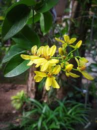 Image result for Tristellateia africana