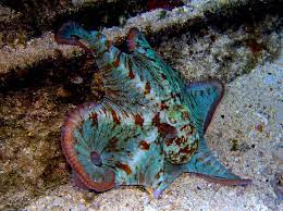 Caribbean Reef Octopus 4 By Fishshooter On Deviantart Octopus Octopus Tattoo Caribbean