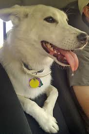 Labs and german shepherd dogs were first bred to fulfil quite different purposes. Pin On Dogs