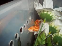 Rub and hole are semantically related in some cases you can use rub instead a noun hole. Herpetology World How To Set Up A Rub Habitat