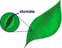 Stamata are holes in the bottom of leaves. What Is Stomata