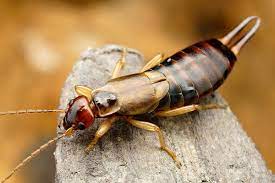 For bad infestations distributed over the yard, we recommend applying maxxthor granules to as much of the turf as possible. Are Earwigs Harmful Or Beneficial Earwig Identification In Pa