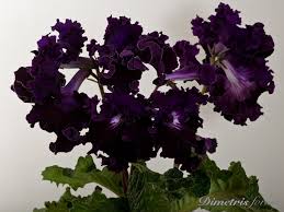 Image result for Streptocarpus kamerunensis