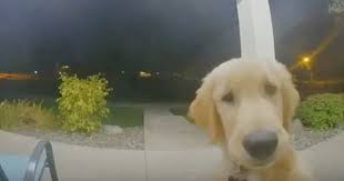 Puppies will have their first vaccination, checked by the vet, and on a deworming schedule., description: Golden Retriever Puppy Escapes From House And Rings Doorbell To Get Back In