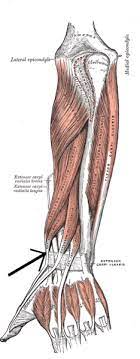 The extensor pollicis brevis arises from the ulna distal to the abductor pollicis longus. Extensor Pollicis Brevis Muscle Wikipedia