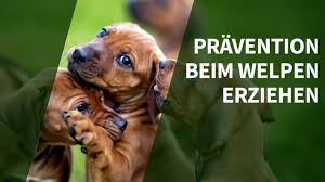 Noch mehr tips für indoorspiele bei schlechtem wetter findet ihr hier. Welpen Erziehen Erfahre Wie Aus Deinem Welpen Ein Ruhiger Und Entspannter Begleiter Wird Youtube