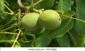 Image result for Juglandaceae