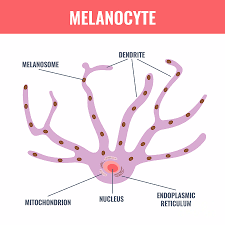 Image result for Melanocyte