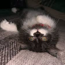 Kuku Aku Lagi Sakit Abis Dipotong Manda Berdarah Kependekan Catstagramcat Meow Scottishfold Britishshorthair Pawsies Club Instacat Ins Kedi Resim