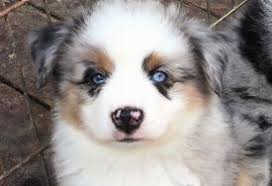 Discover everything you want to know about this minature puppies bred from small australian shepherds over generations are the most likely to look like a shrunken version of the standard breed. Australian Shepherd Dogs For Sale In Oregon Agriseek Com
