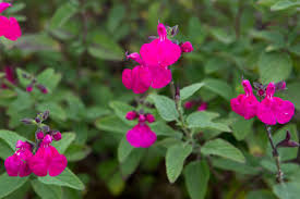 Image result for Salvia stenophylla