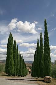 Val D Orcia I Tuscany Landscape Tuscany Italy Italy Vacation