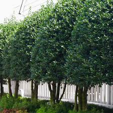 Image result for Ligustrum lucidum