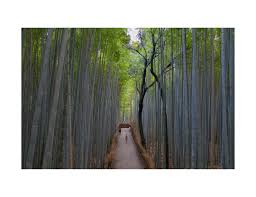 James Neal On Instagram Arashiyama Bamboo Grove From The Drone Archives 2019 A Different Perspective Of The Beauti In 2020 Beautiful Forest Arashiyama Japan Travel