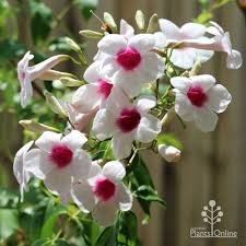 Check spelling or type a new query. Pandorea Jasminoides Australian Plants Online