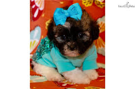 Shih Poo Shihpoo Puppy For Sale Near Dallas X2f Fort Worth Texas 97453e54 3e61 Shih Poo Puppies For Sale Puppies