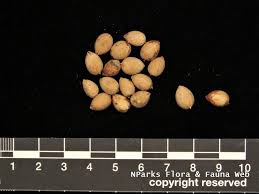 Image result for Antiaris toxicaria