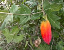 Image result for Coccinia sessilifolia