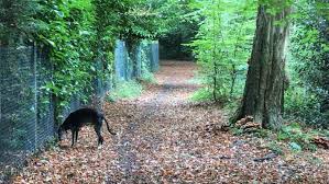 This page is the public page of chesham bois parish council. Chesham Wood Wanderweg Chesham Bois Amersham England Pacer