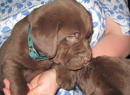 Check spelling or type a new query. Chocolate Lab Puppies For Sale Pennsylvania