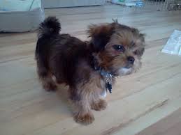 Yorkie Shih Tzu Mix Shih Tzu Puppy Dogs Shorkie Dogs