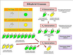 You will now calculate the phenotype ratio with the phenotypes from the punnett square. Dihybrid Cross Wikiwand