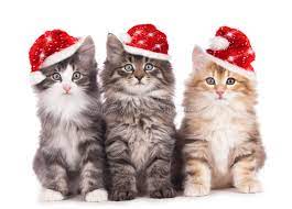 Cute paws christmas cat toy stocking gifts set,cat kitten interactive toy, cat. 16 946 Christmas Kitten Photos Free Royalty Free Stock Photos From Dreamstime