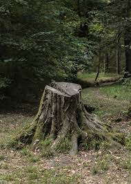 See more ideas about tree stump, stumps ideas, garden art. Tree Stump Pictures Download Free Images On Unsplash