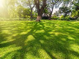 We did not find results for: Shade Tolerant Grass Learn About The Best Grass Seed For Shade