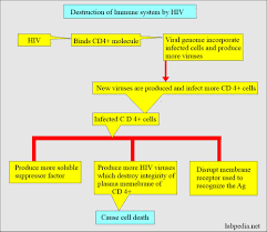 Image result for HIV Pathophysiology
