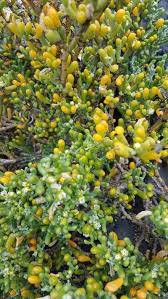 Image result for Zygophyllum cuneifolium