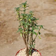 Image result for Heinsia zanzibarica