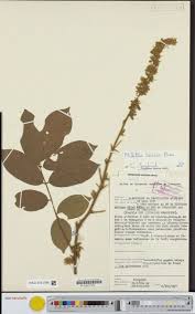 Image result for Microcharis remotiflora