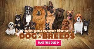 There are over 300 dog breeds recognized worldwide, with most breeds falling into one of 7 breed groups. Can You Name These Dog Breeds