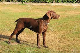 The german shorthaired pointer (gsp) is a medium to large sized breed of pointing dog developed in the 19th century in germany for hunting. German Shorthaired Pointer Adult Female Light Brown Stock Photo Picture And Royalty Free Image Image 64037089