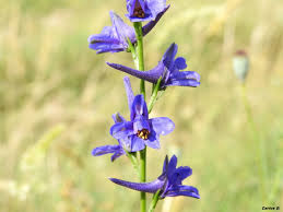 Espuela Del Caballero Delphinium Gracile Por Colibri Fotografia Turismo De Observacion