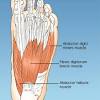 Tendons connect muscle to bone while ligaments connect one bone to another. 1