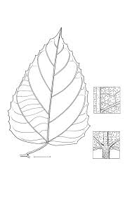 Image result for Macaranga monandra