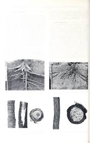 Image result for Pygmaeothamnus zeyheri