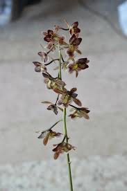 Image result for Oeceoclades saundersiana