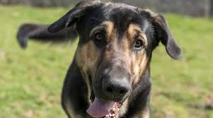 We did not find results for: Belgian Malinois Mixes 11 Beautifully Unique Crossbreeds