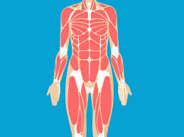 The lungs and respiratory system allow us to breathe. Ribs Pictures Anatomy Anatomy Body Maps